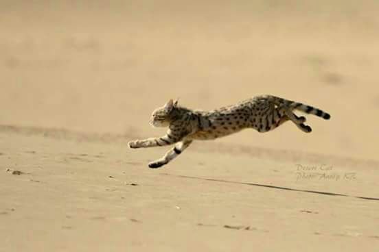 Desert National Park Jaisalmer